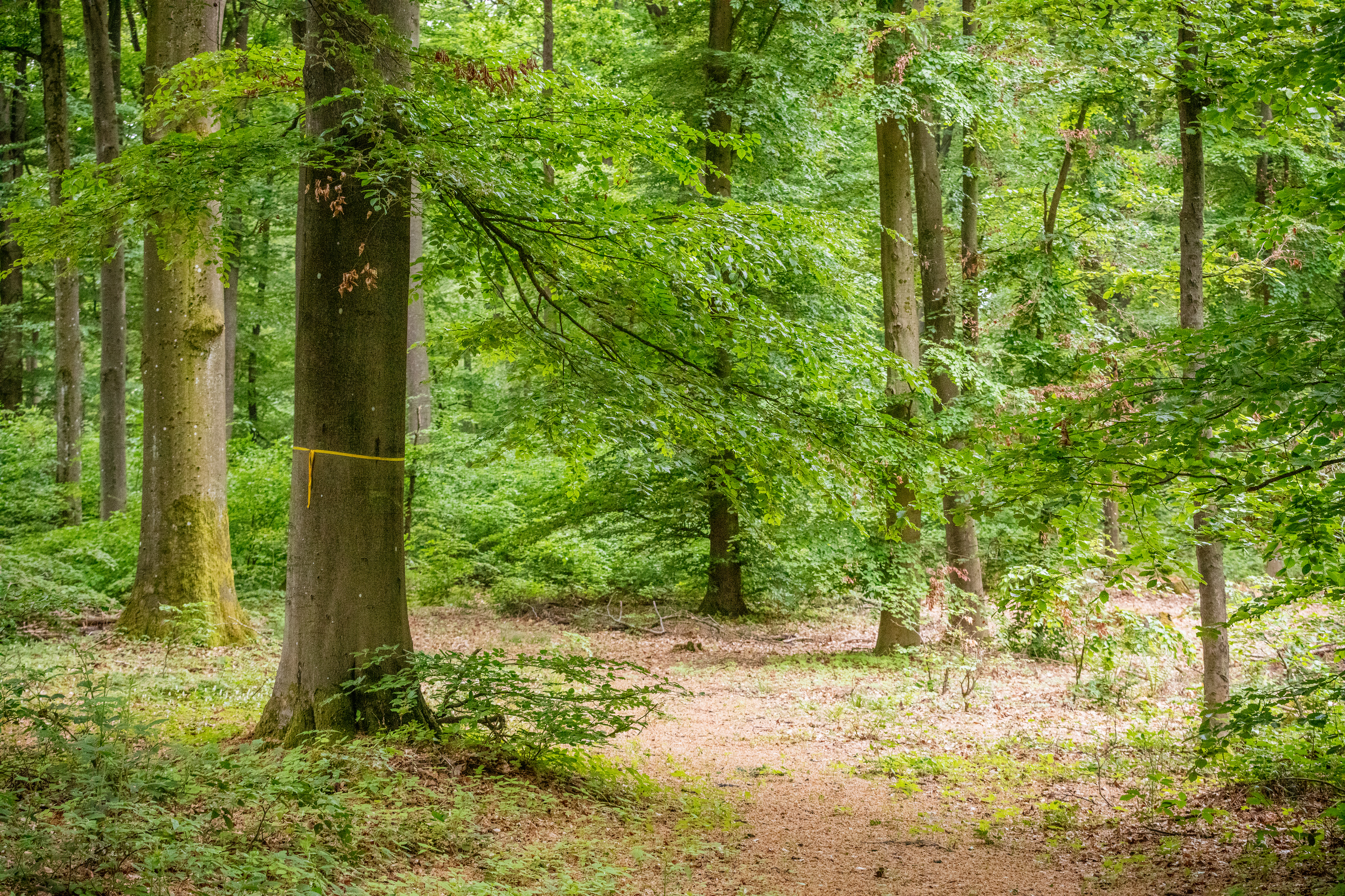 Platz am Gemeinschaftsbaum